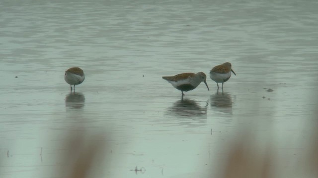 חופית אלפינית - ML618410416