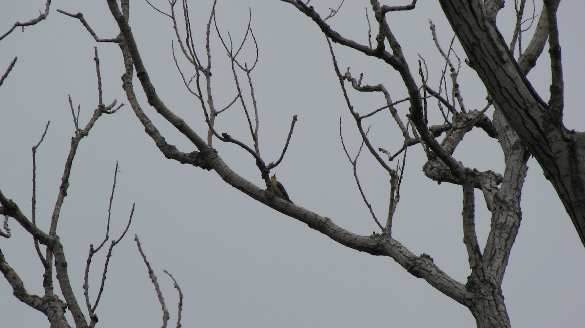 Red-bellied Woodpecker - Sheila Sawyer