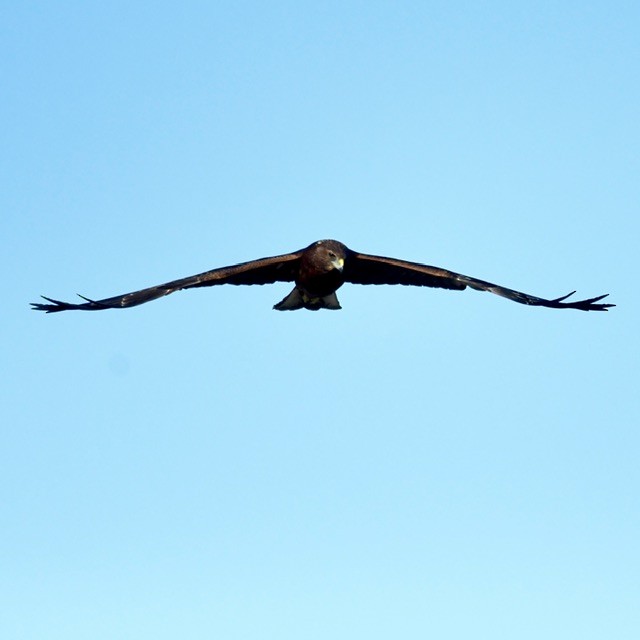 Swamp Harrier - ML618410473