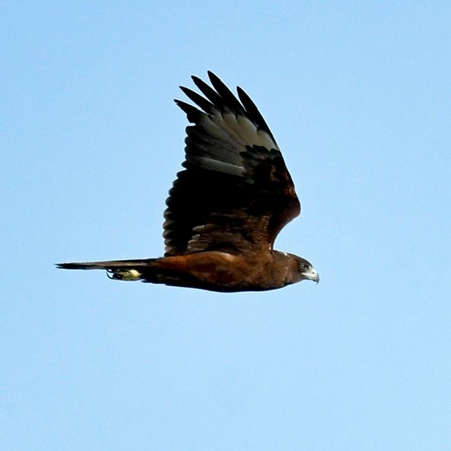 Swamp Harrier - ML618410474