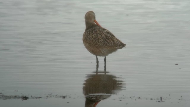 Marbled Godwit - ML618410489