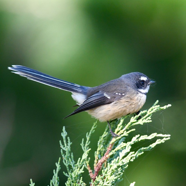 New Zealand Fantail - ML618410490