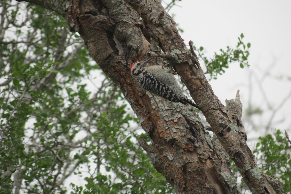 Ladder-backed Woodpecker - ML618410492