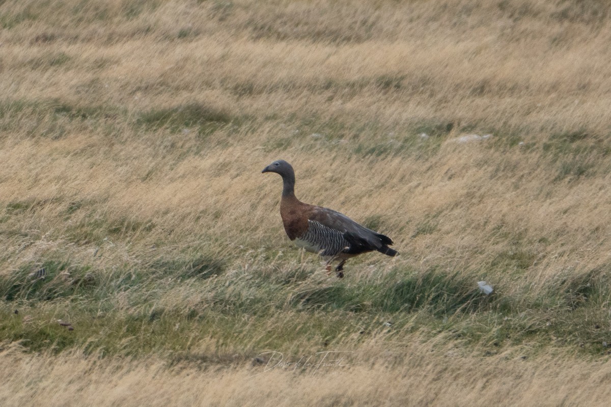 Ashy-headed Goose - ML618410535