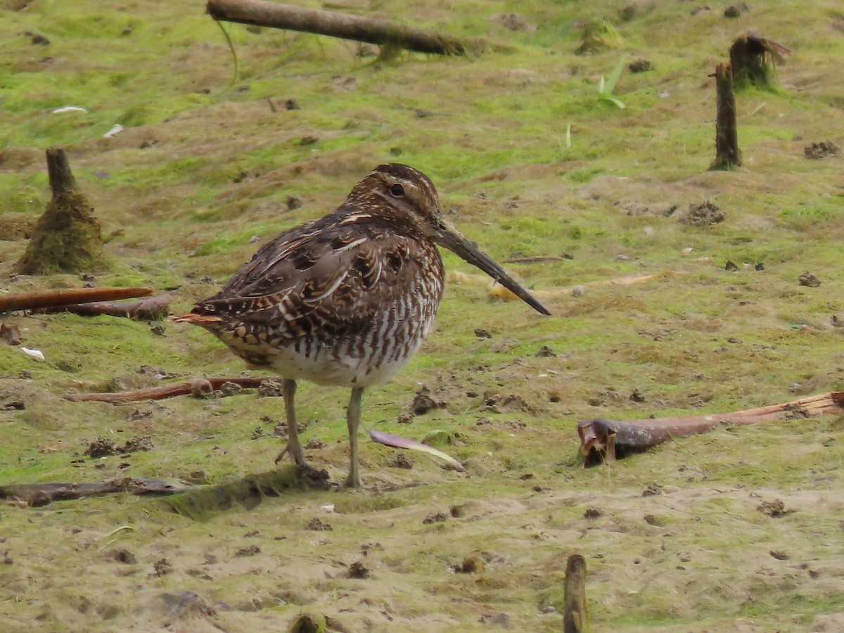 Wilson's Snipe - ML618410565