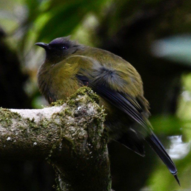 New Zealand Bellbird - ML618410614