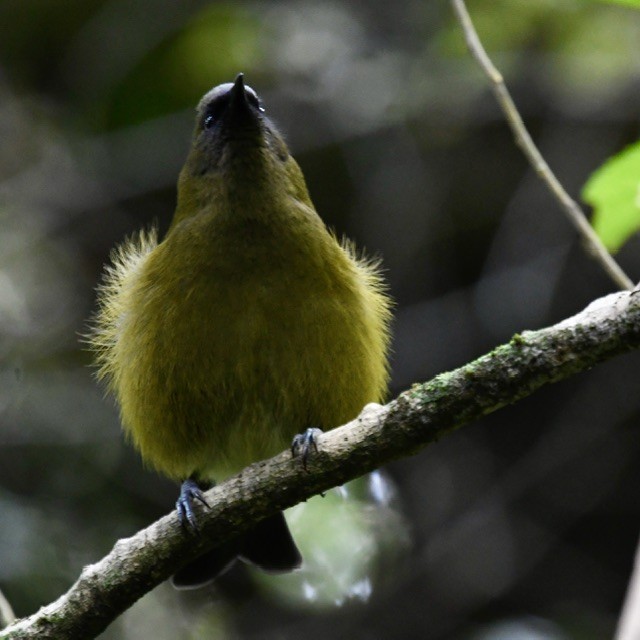 New Zealand Bellbird - Mike Barrow