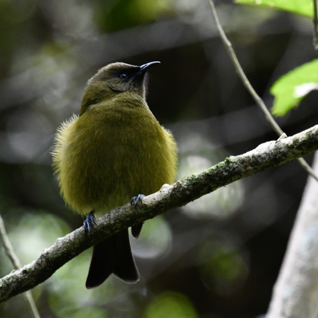 New Zealand Bellbird - ML618410616