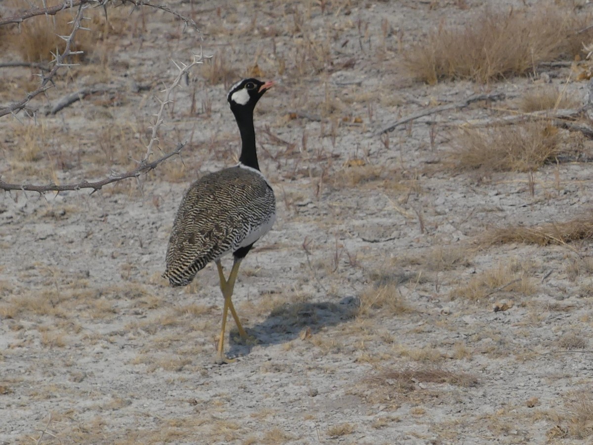 White-quilled Bustard - ML618410621