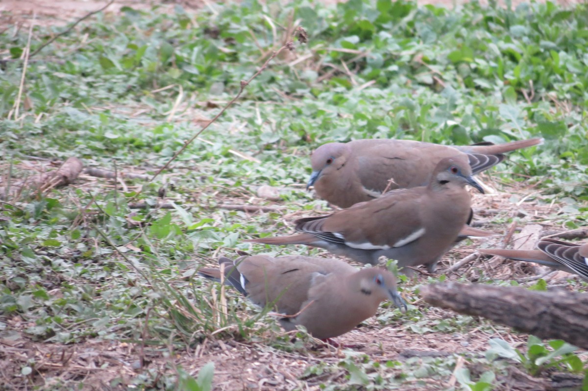 White-winged Dove - ML618410627