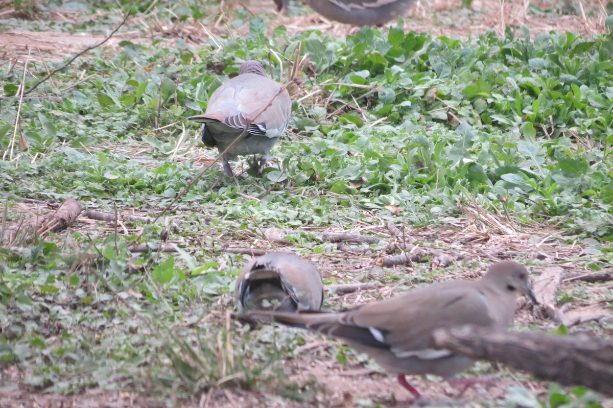 White-winged Dove - Sam Holcomb