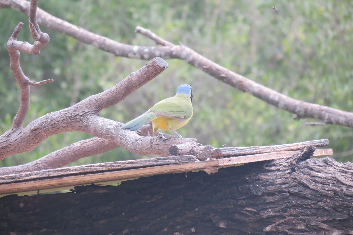 Green Jay - ML618410654