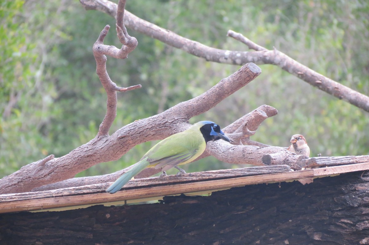 Green Jay - ML618410662