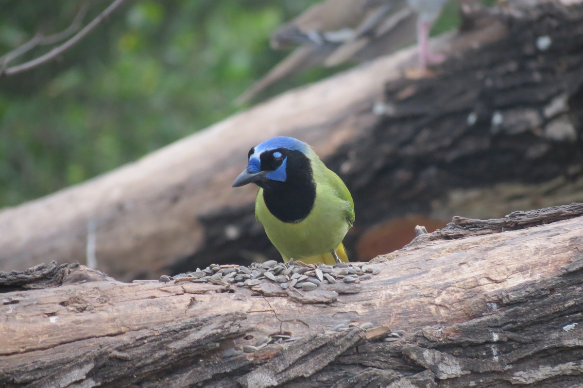 Green Jay - ML618410664