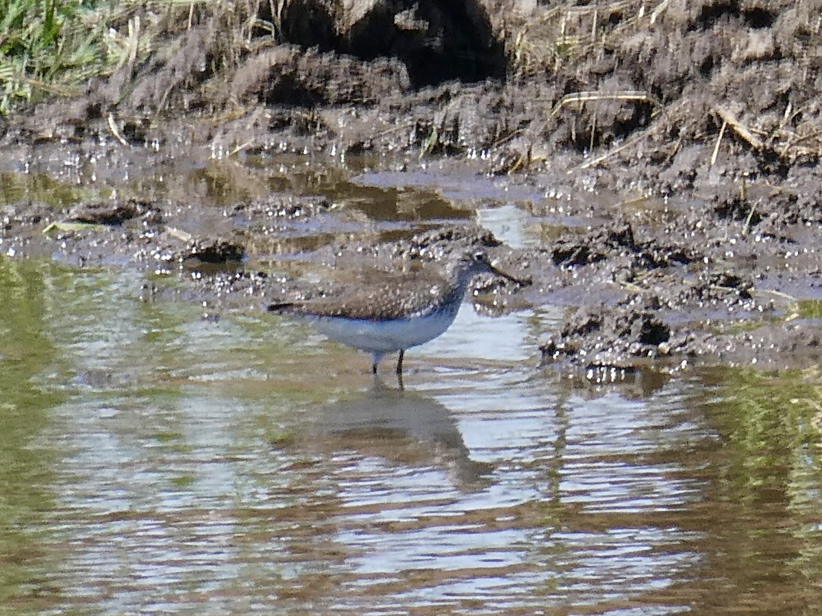 Solitary Sandpiper - ML618410666