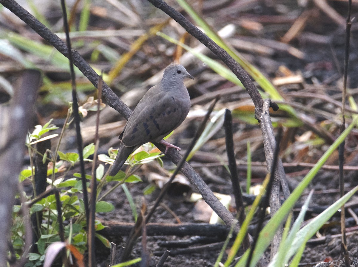 Plain-breasted Ground Dove - ML618410690