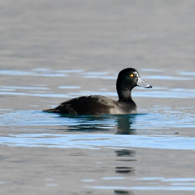 New Zealand Scaup - ML618410711