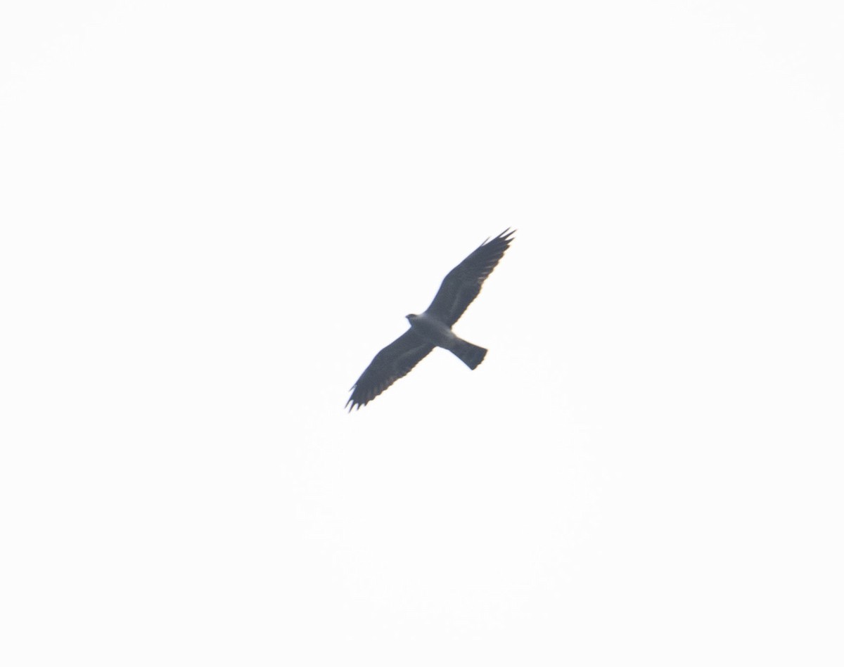 Mississippi Kite - ML618410717