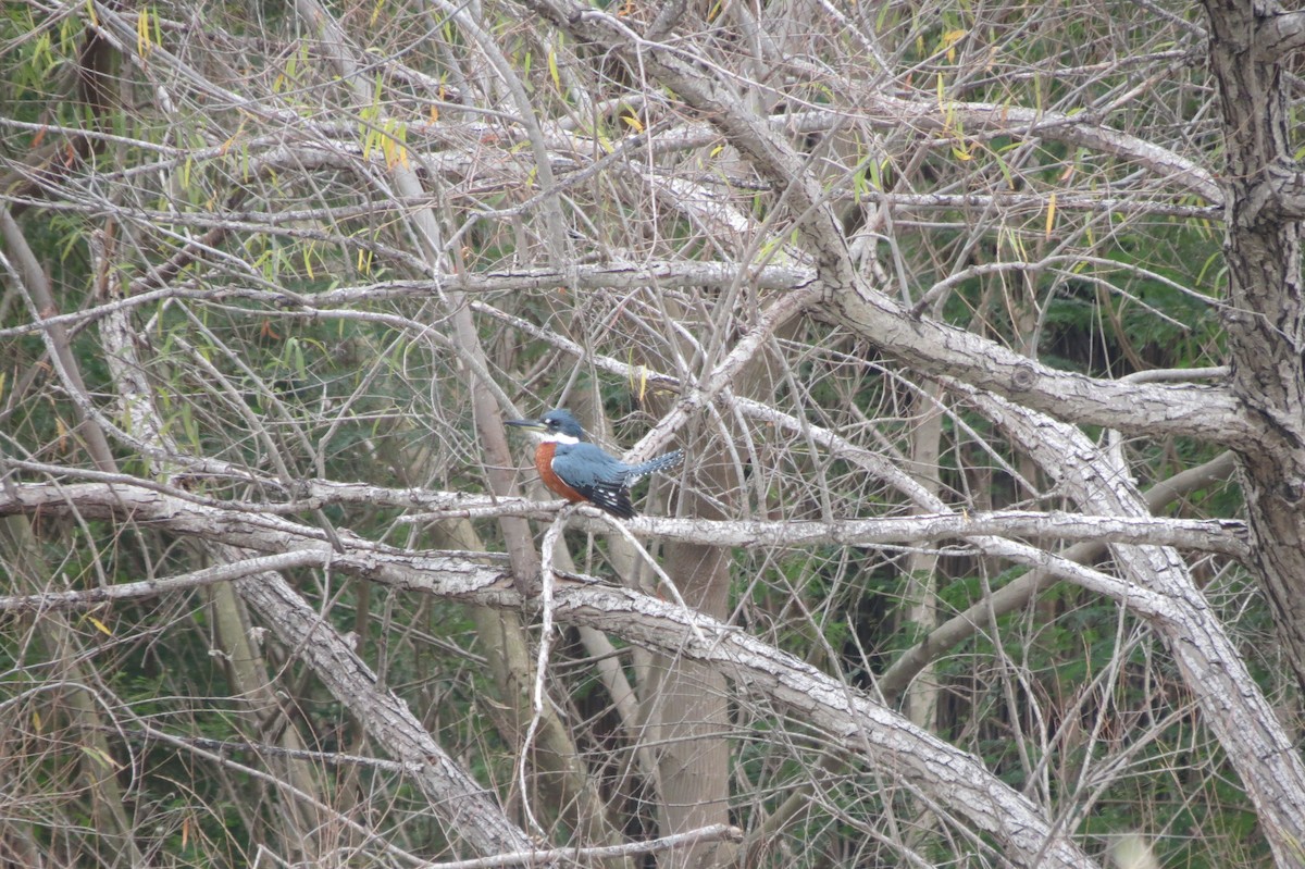 Ringed Kingfisher - Sam Holcomb