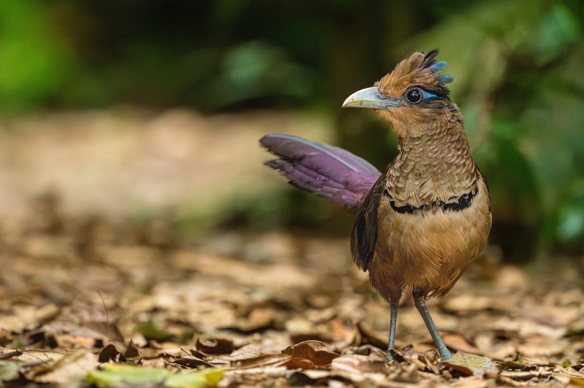 Rufous-vented Ground-Cuckoo - ML618410740