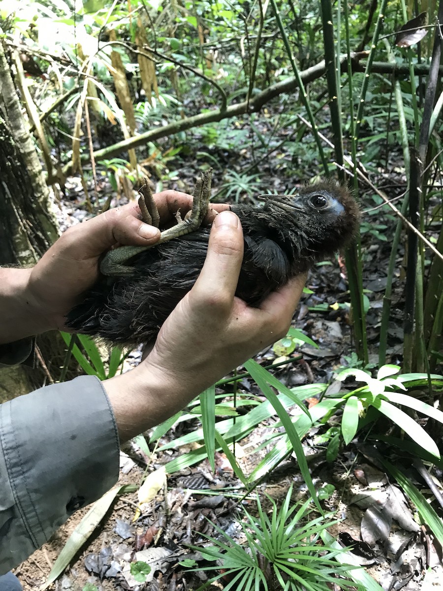 Blue-faced Rail - ML618410743