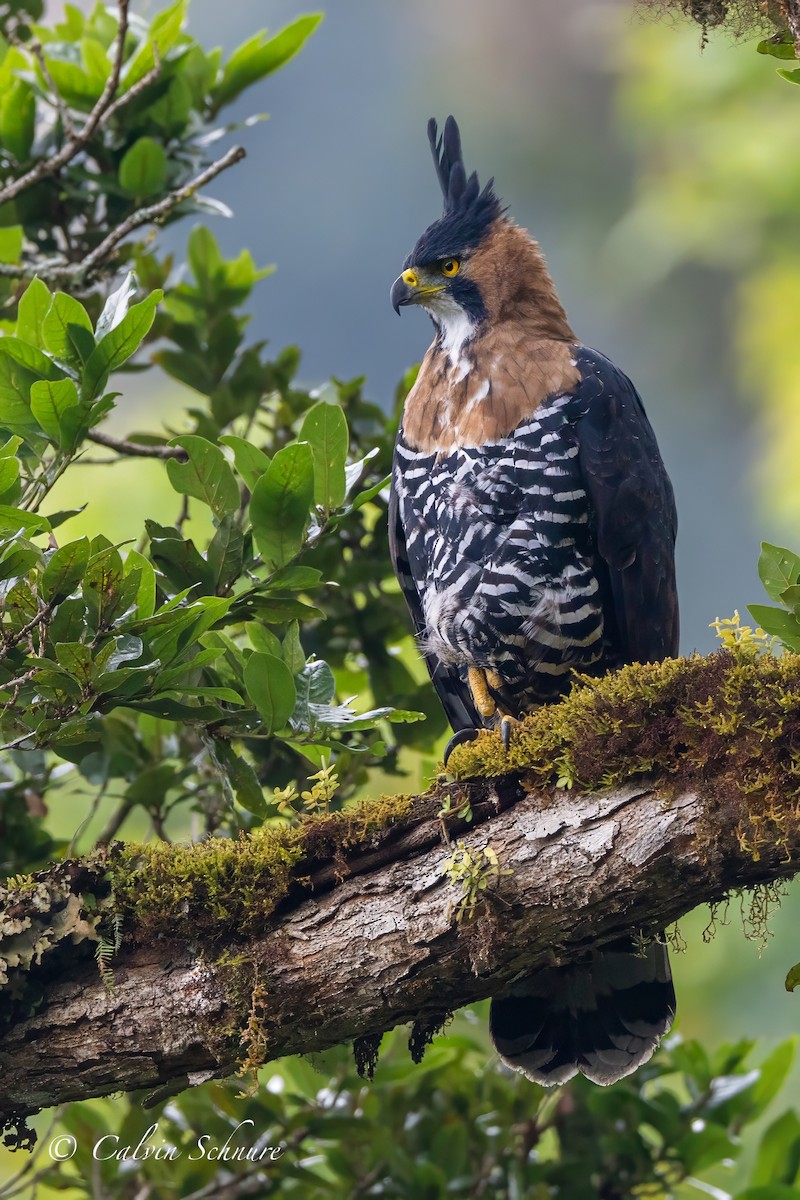 Águila Galana - ML618410748