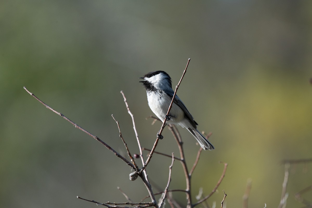 Black-capped Chickadee - Esther Sumner