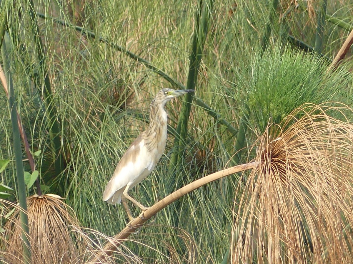 Squacco Heron - ML618410766