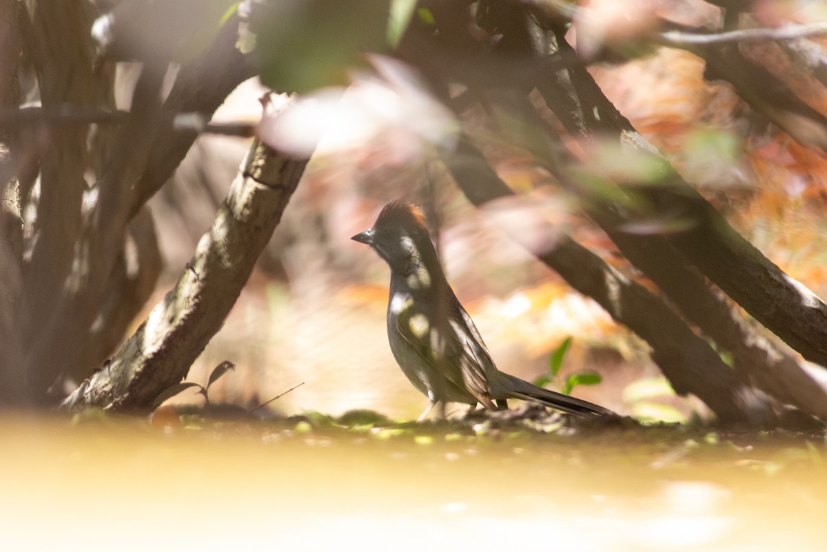 Green-tailed Towhee - ML618410780