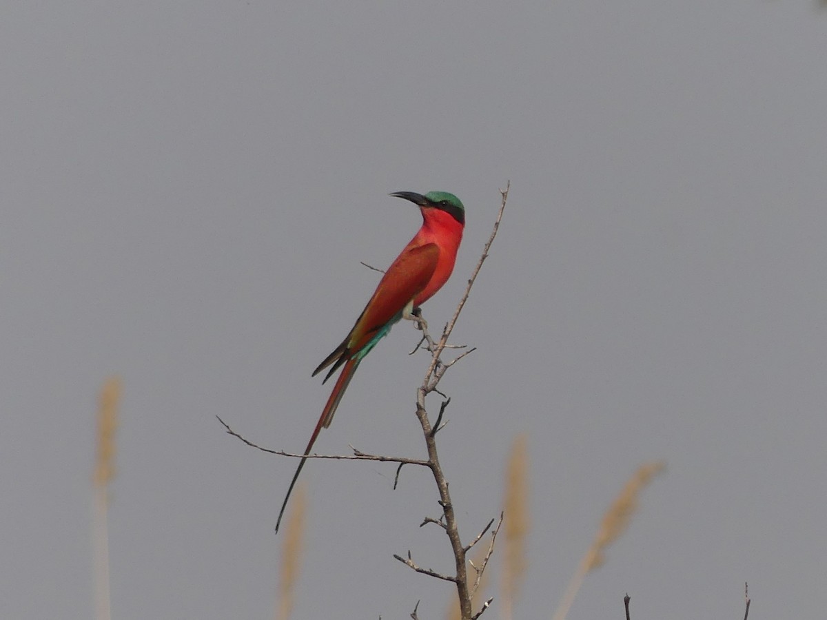Southern Carmine Bee-eater - Robin Conway