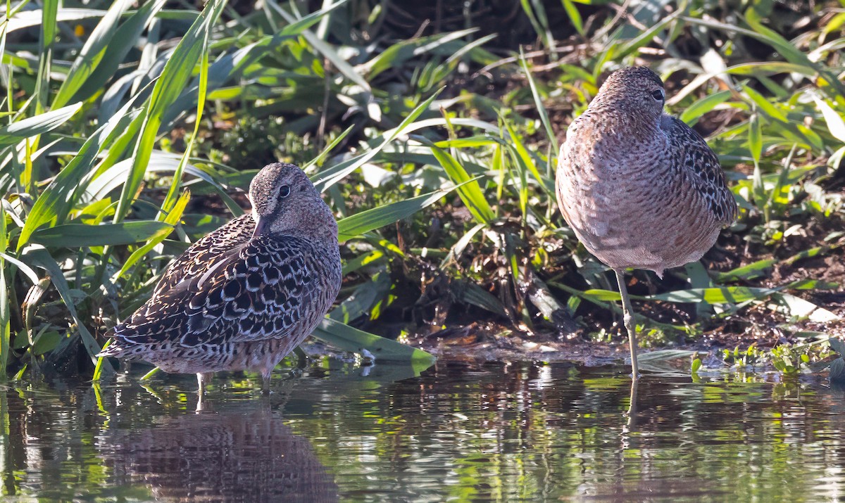 Long-billed Dowitcher - ML618410784