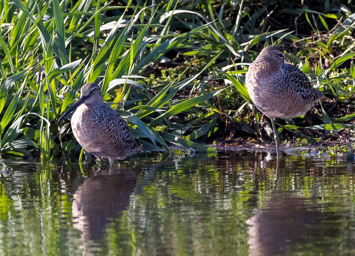 Long-billed Dowitcher - ML618410785