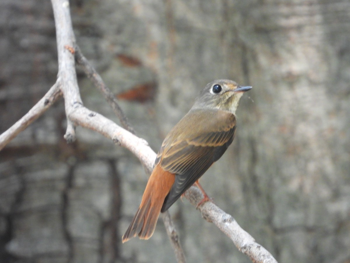 Ferruginous Flycatcher - Jukree Sisonmak