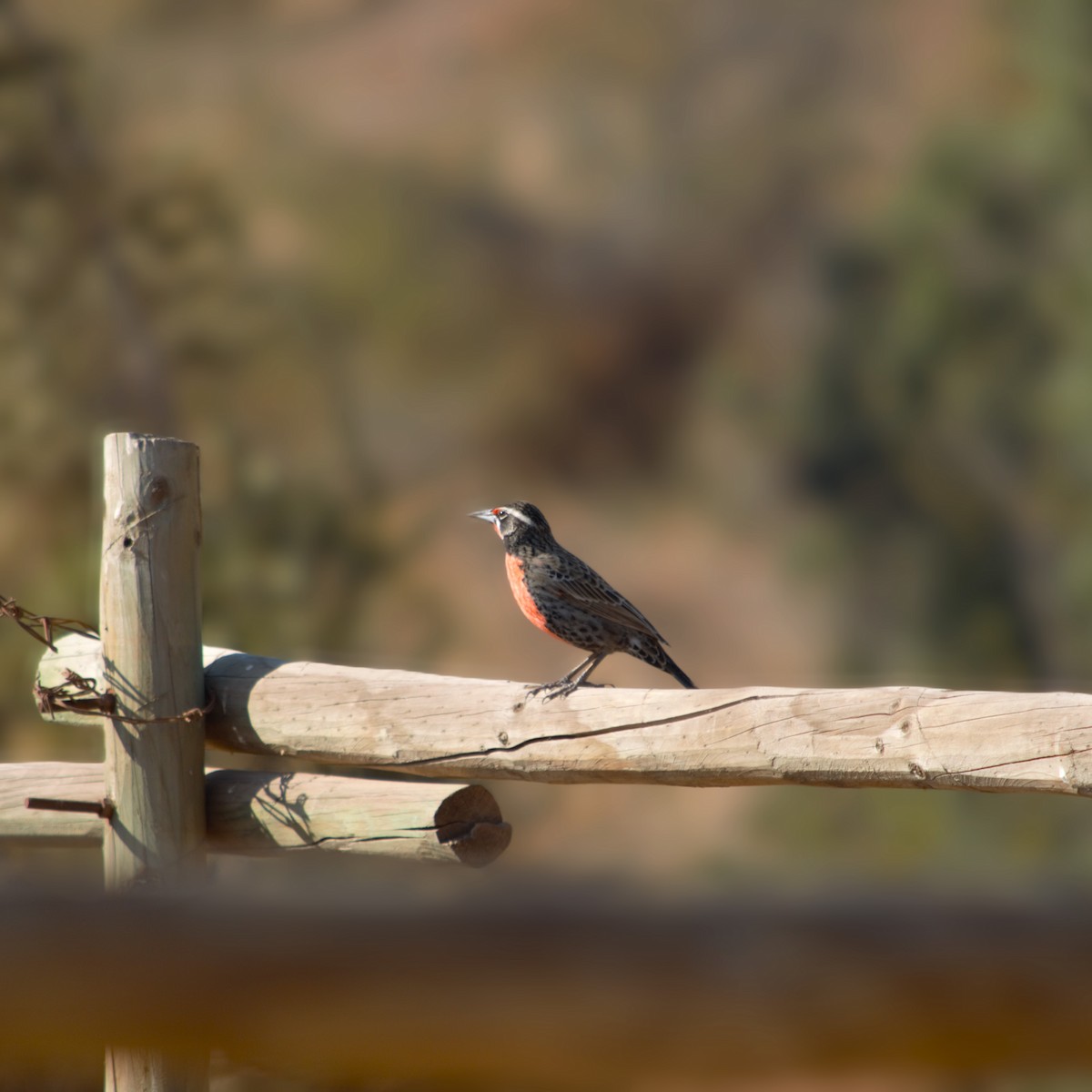 Long-tailed Meadowlark - ML618410846