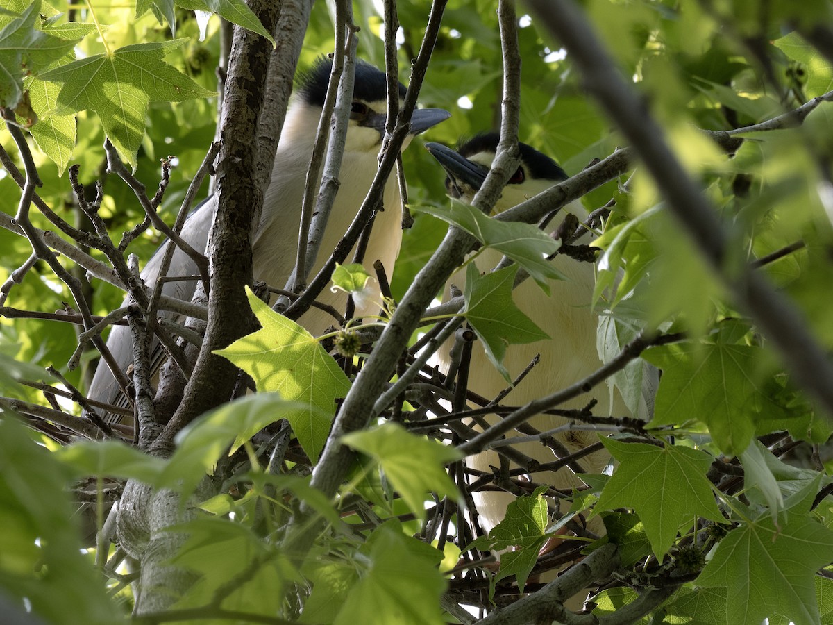 Black-crowned Night Heron - Robert Hamilton