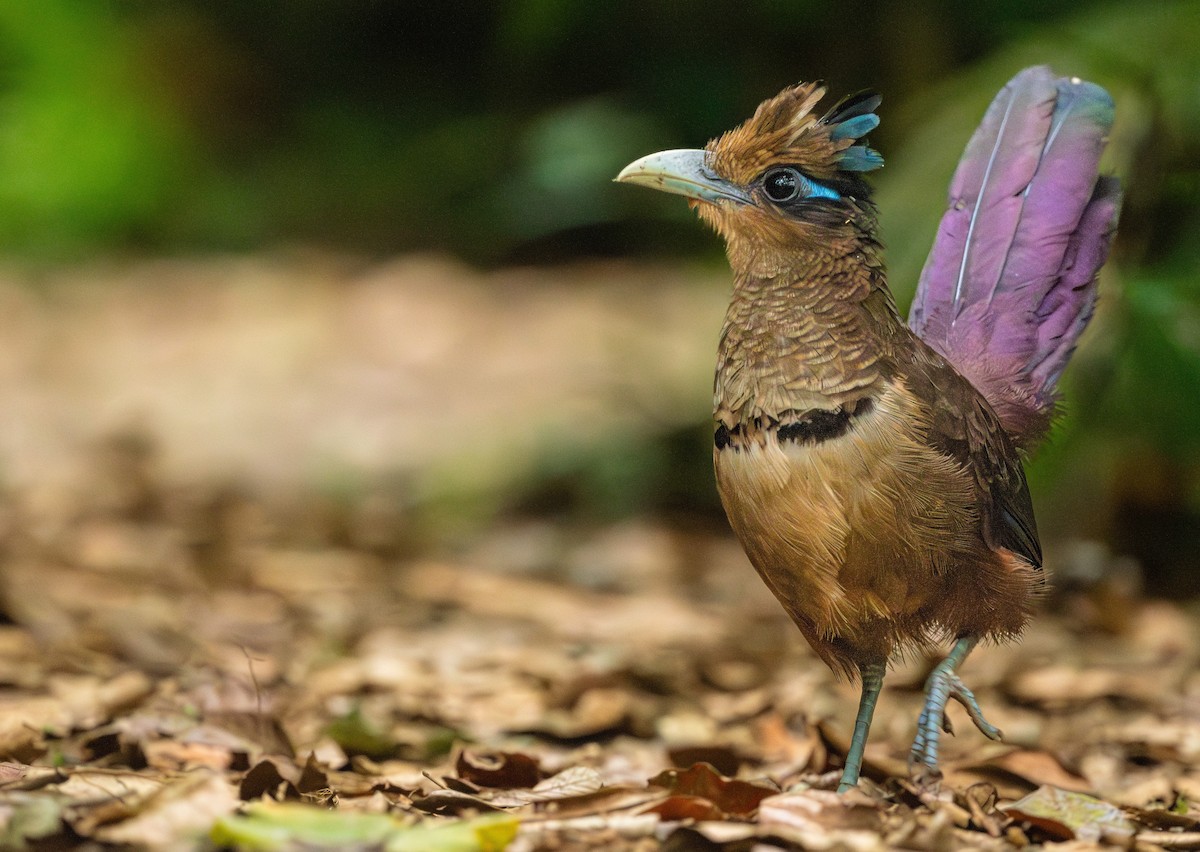 Rufous-vented Ground-Cuckoo - ML618410892