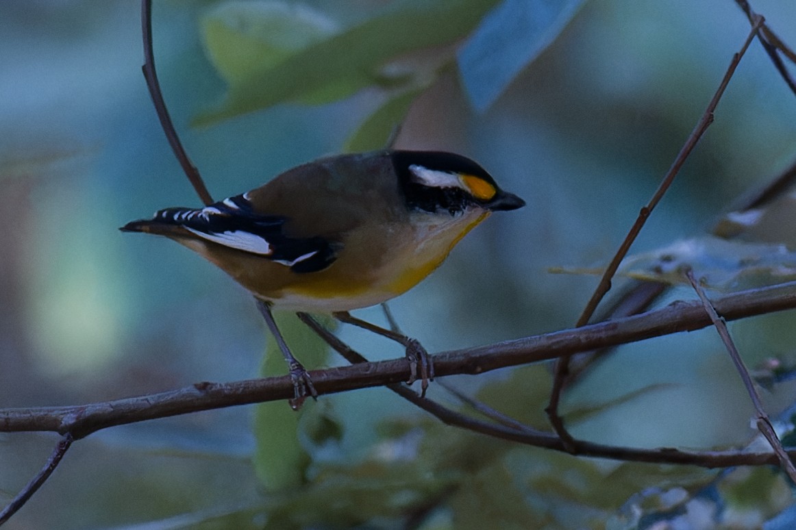 Pardalote à point jaune - ML618410930