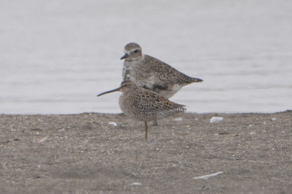 Short-billed Dowitcher - Darío de la Fuente - Chilean Nature