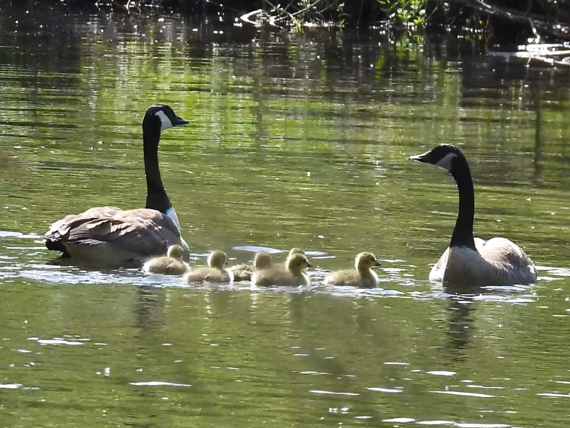 Canada Goose - ML618410951