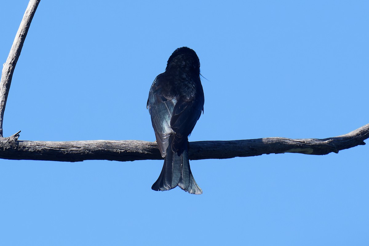 Spangled Drongo - ML618410955