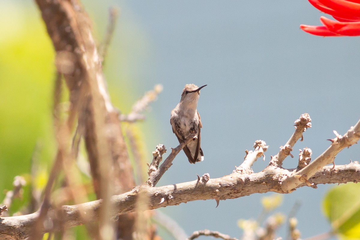 Colibrí de Costa - ML618410960