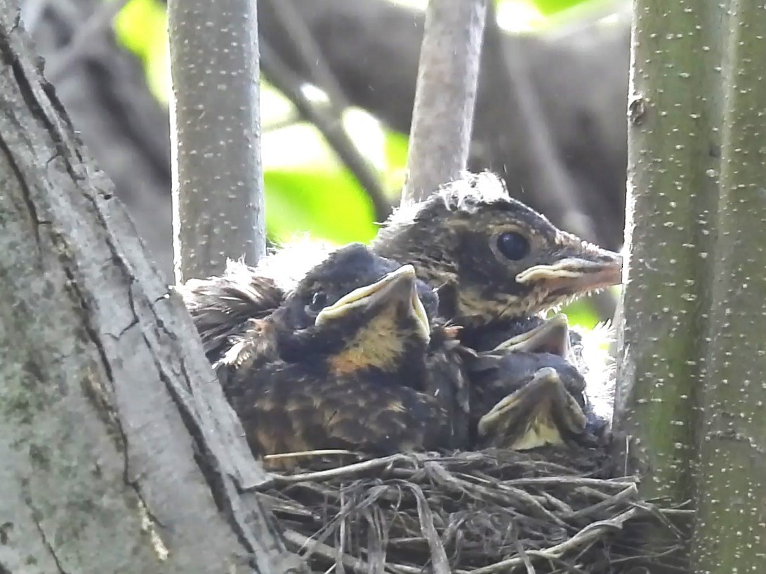 American Robin - ML618410962