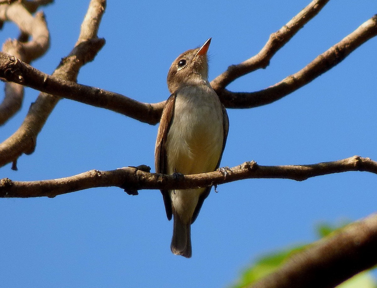 Asian Brown Flycatcher (Southern) - Gopi Sundar