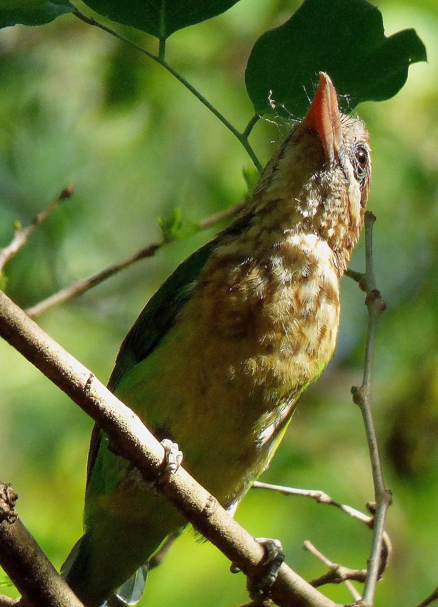 White-cheeked Barbet - ML618410978