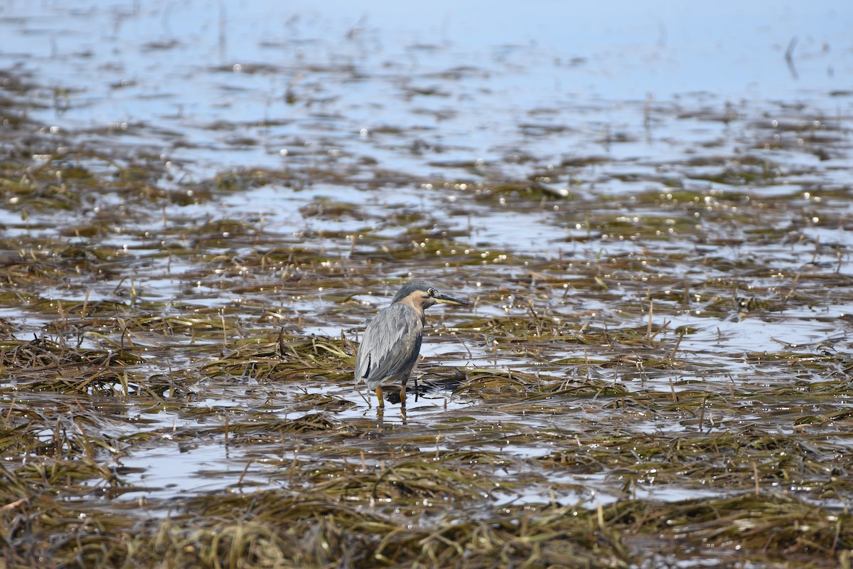Striated Heron (Old World) - ML618410980