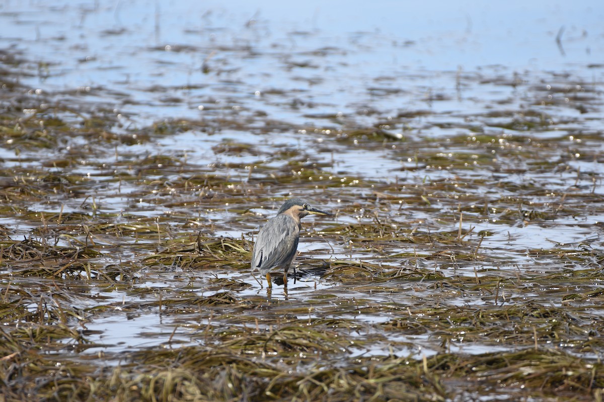 Striated Heron - Hitomi Ward