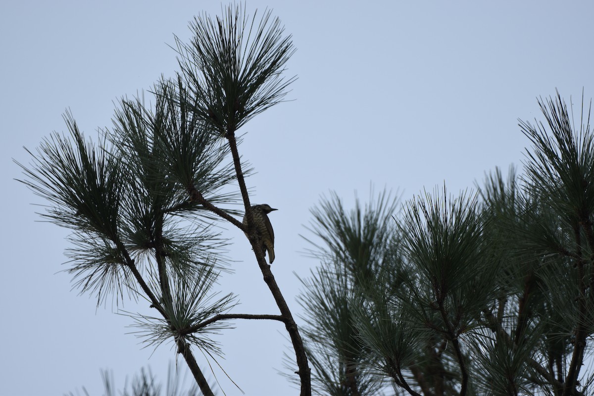 Regent Bowerbird - ML618410989