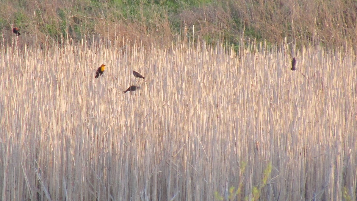 Yellow-headed Blackbird - ML618410999