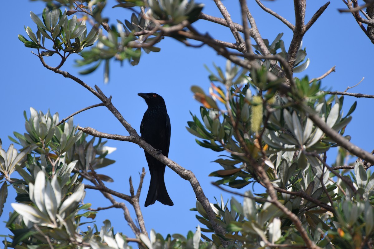 Spangled Drongo - ML618411005