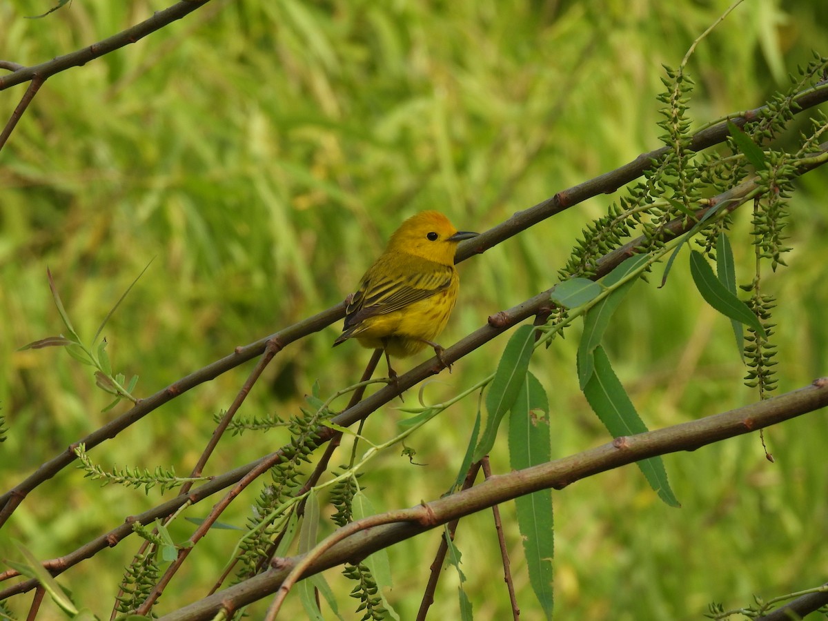 Yellow Warbler (Northern) - Nathan Wahler